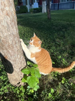 Juzipi the orange cat