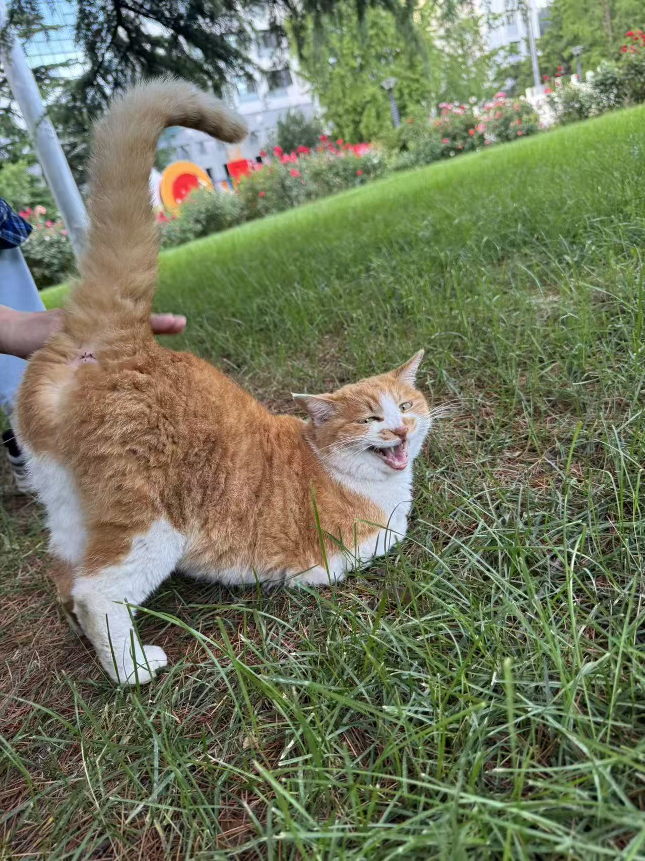 A beautiful photograph of a vibrant orange cat